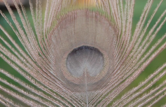 Bronze Peacock Feather