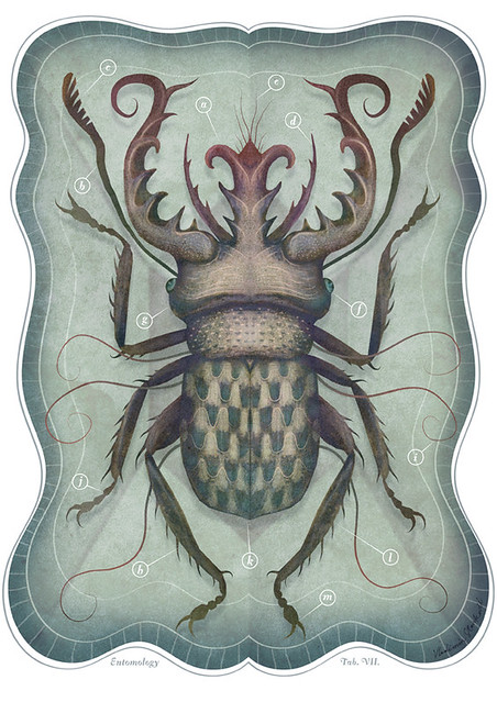 Entomology Tab. VII