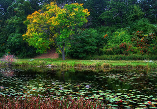 Stand by the Pond on that Autumn Day