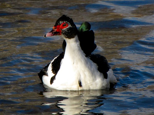 Virginia Tech duck pond