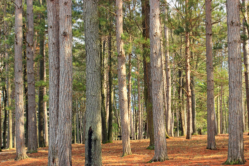 trees winter nature forest hiking pennsylvania creativecommons trunks coniferous mudrun understory pinusresinosa redpines pennsylvaniawilds clearfieldcounty parkerdamstatepark needleduff