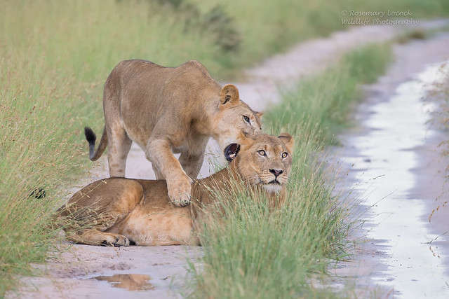 Lions - Male - Panthera leo - Image 1 of 8