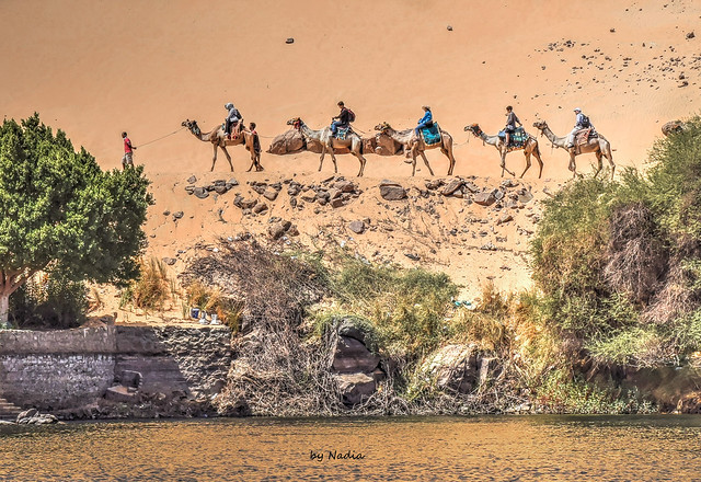 Trail of Camels