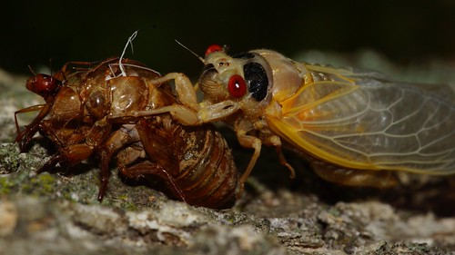 140/365: Molting Cicada drying on empty Nymph Shell (2013 … | Flickr