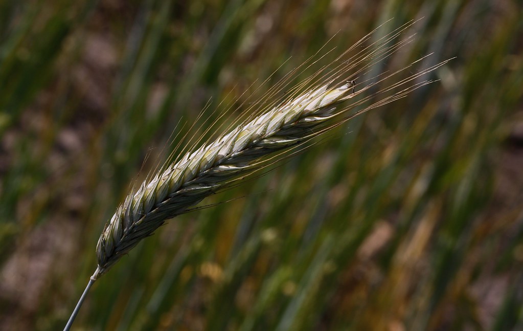 Gerst - Barley