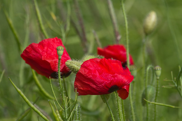 The lovely lonely poppies