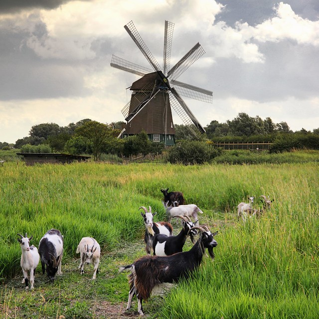 The Dutch Landrace goats keep the Twiske Mill running