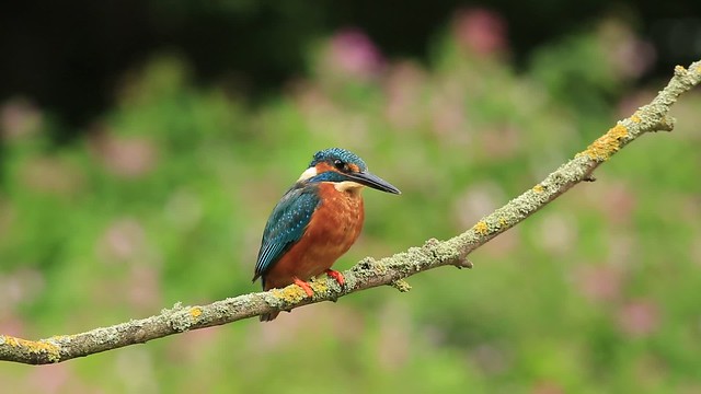 Kingfisher 4th time lucky