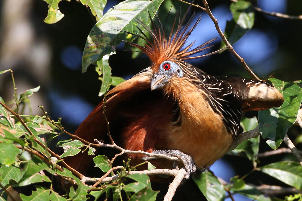 Hoatzin | These are some crazy birds! First, the hairdo, tha… | Flickr