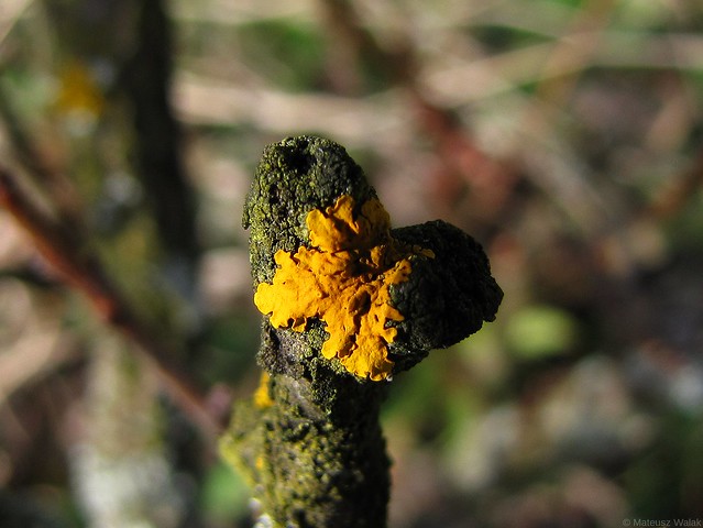 Xanthoria parietina - złotorost ścienny, common orange lichen