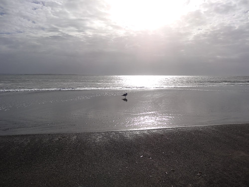 ocean sea beach coast washington sand pacific gull shores
