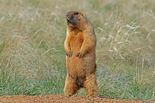 steppe (bobak) marmot, central kazakhstan