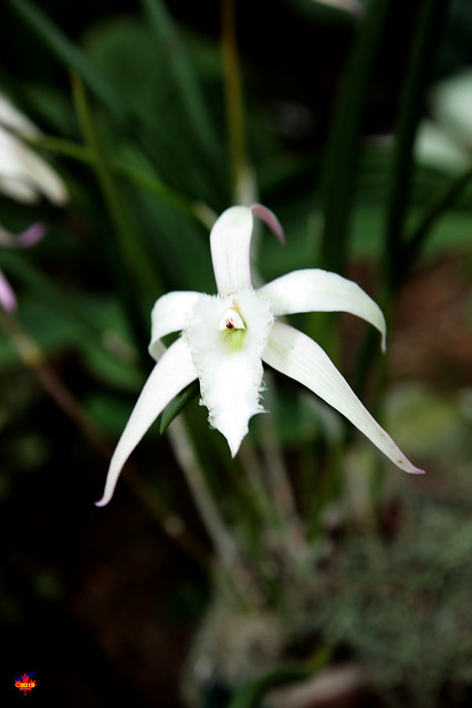 Orchids - Brassavola G David Sander - Orchidaceae 5D20130526 050