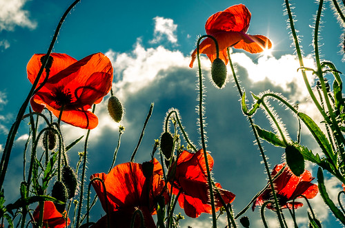 sky sun clouds poppy poppies starburst nikon35mmf18 nikond5100