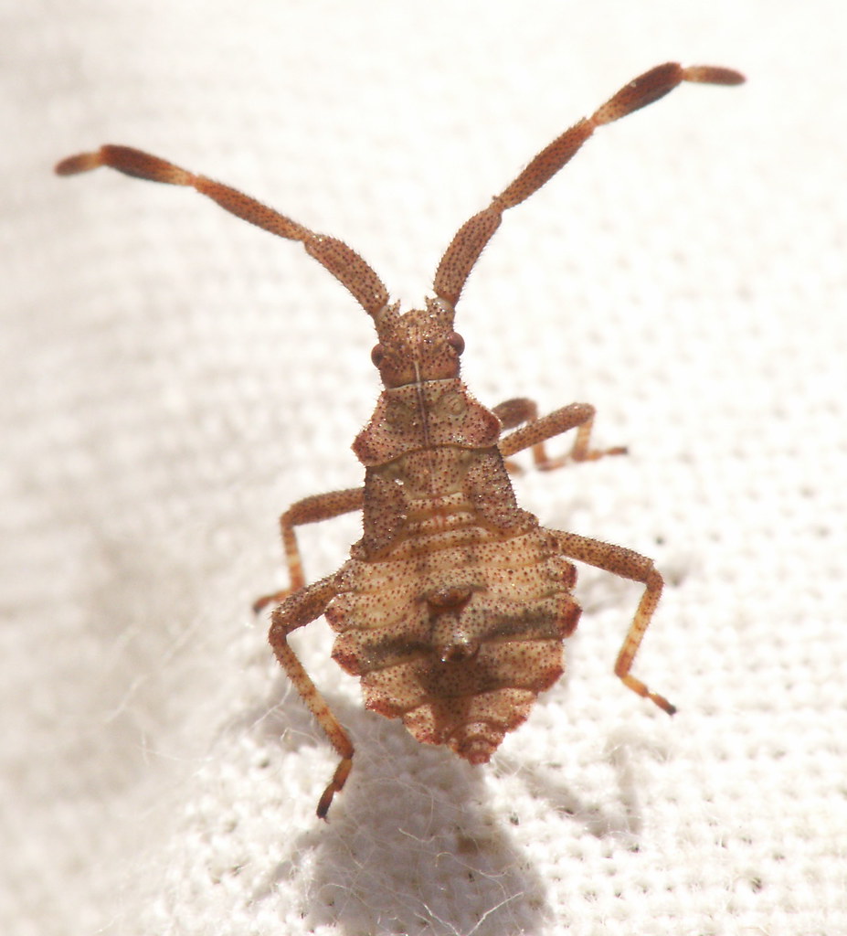 Coridae - Coreus marginatus - Dock bug nymph