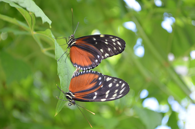 Tiger Longwing - Heliconius hecale