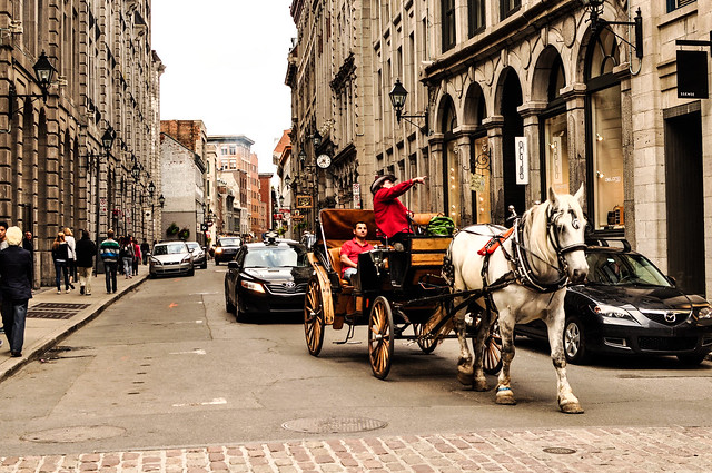 horse tour in old montreal