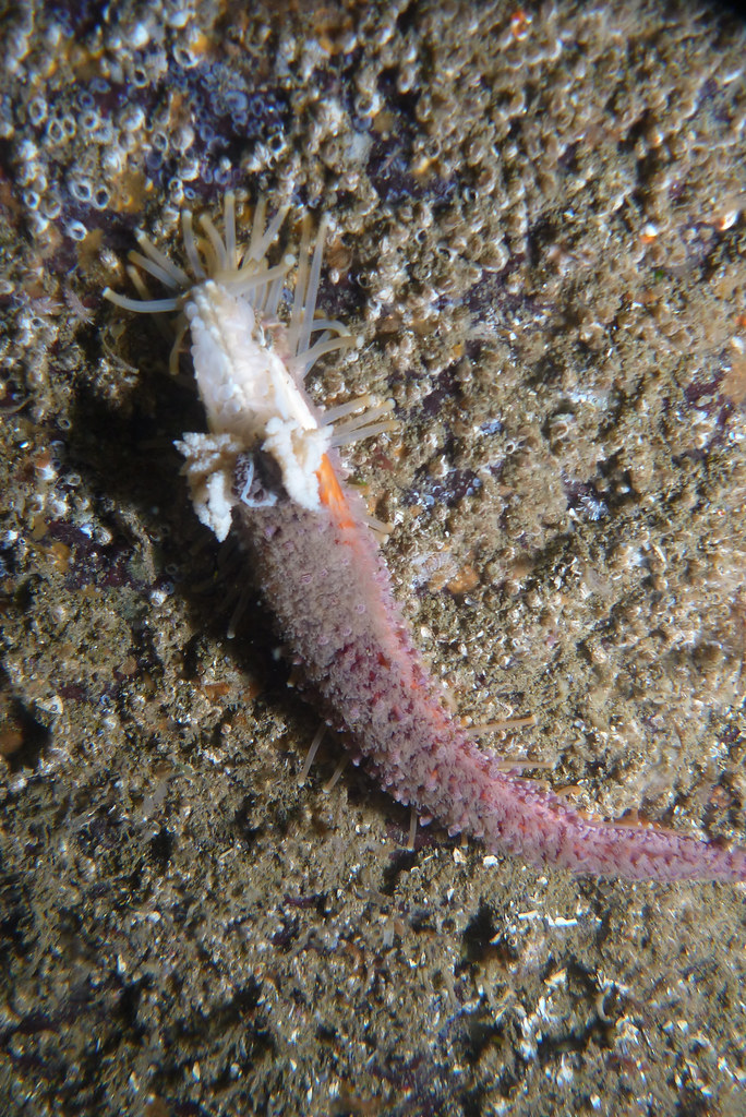 Marine Park