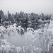 Montana Winter Frost 2