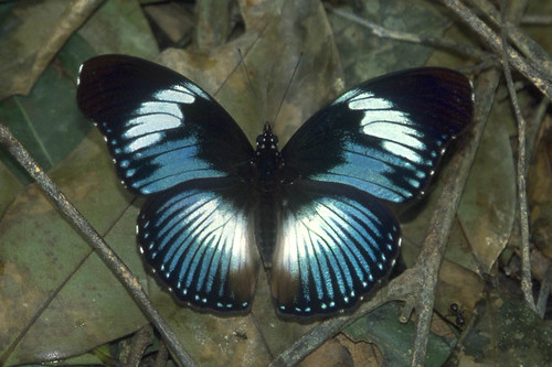 nymphalidae nymphalinae hypolimnas monteironis blacktippeddiadem equatorialguinea