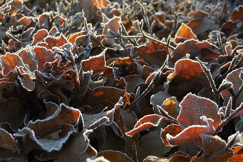 sunrise leaf frost herning blad beech bøg solopgang