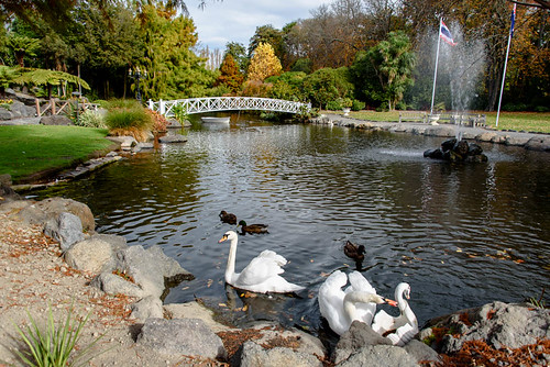 bridge autumn trees newzealand christchurch plants white lake water fountain garden swan ducks ripples swanlake whiteswan