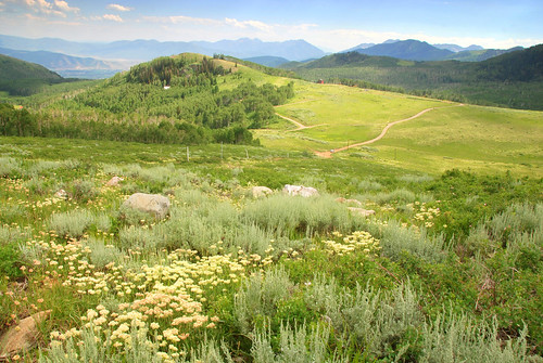 flowers wild usa mountains green america landscape rockies utah ut wasatch north pass sage empire northamerica wildflowers