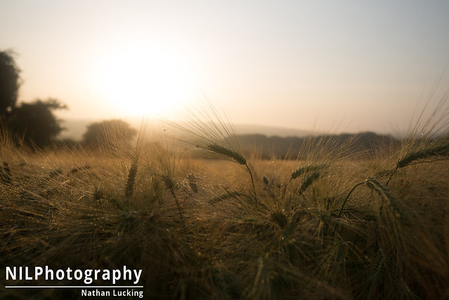 Wheat field at dawn