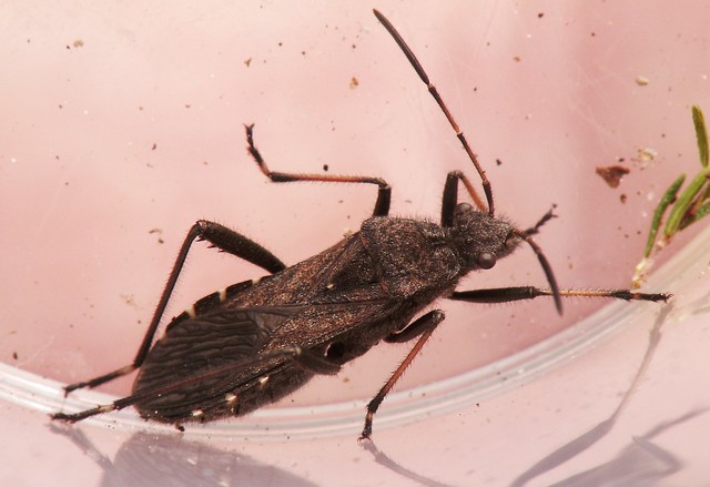 Alydidae - Alydus calcaratus