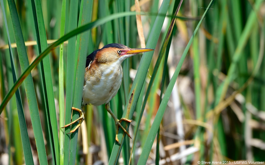 Male Least Bittern (Ixobrychus exilis) straddling the cattails