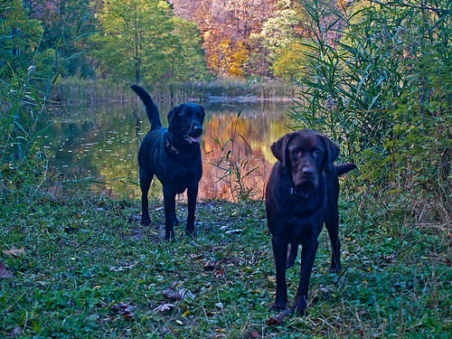 Autumn Retrievers | by todonn9364