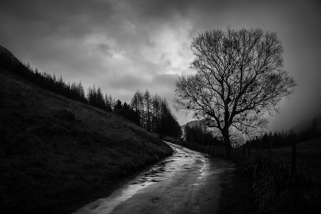 Last Stand (Winter Tree Silhouette), Lake District