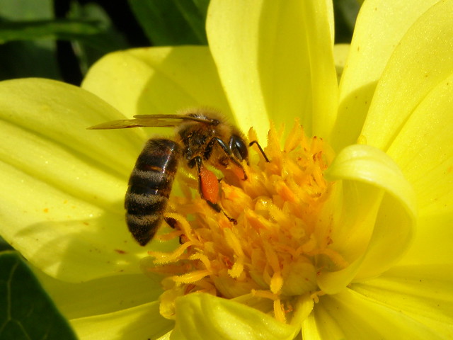 Bee on a dahlia flower