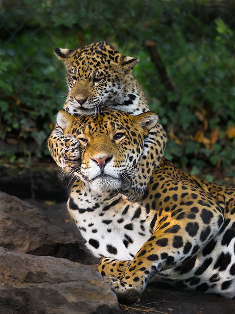 Jaguar cub attacks mother