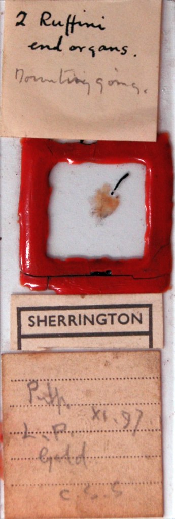 Sherrington's Box Drawer 10, Row 3, Slide 3