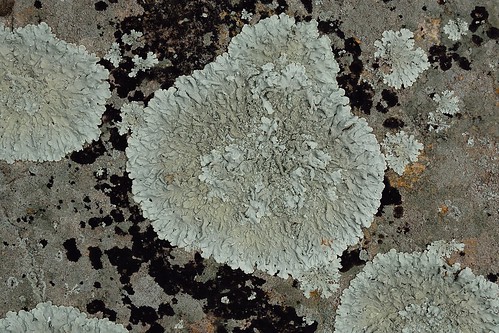 park mountain lichen cacapon peppered rockshield xanthoparmeliaconspersa