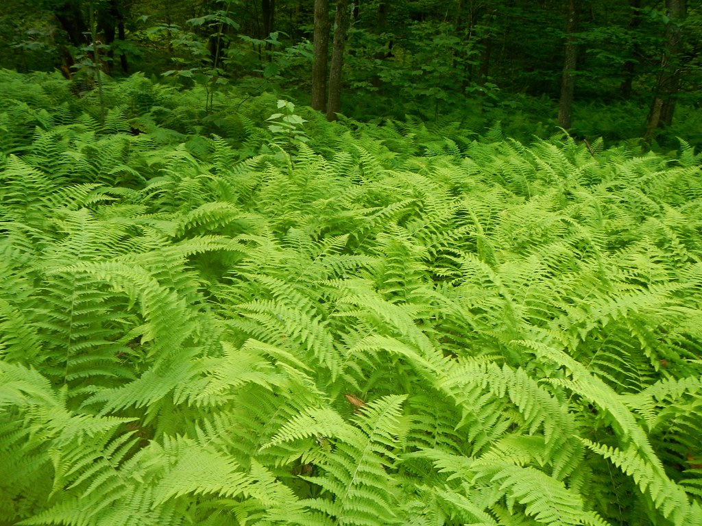 Race Brook Trail
