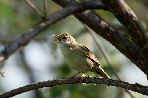 Common Grasshopper Warbler (Locustella naevia) | by Sergey Pisarevskiy