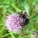Flickr photo 'Common Eastern Bumble Bee (Bombus impatiens) pollinating Cursed Thistle (Cirsium arvense)' by: Futureman1.