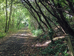 Copthall Railway Walk and Copthall Old Common