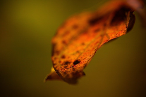 color detail macro green nature leaf glow different deep mellow