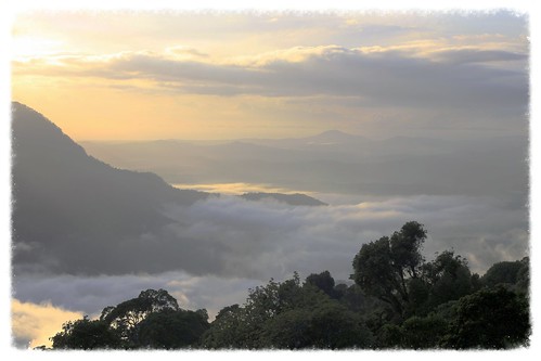 landscape nationalpark rainforest nsw skywalk dorrigo