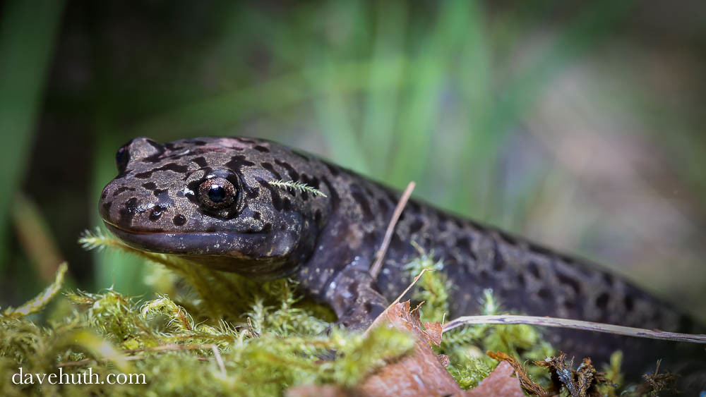 Pacific Giant Salamander (Dicamptodon tenebrosus) - rare terrestrial adult