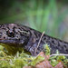 Flickr photo 'Pacific Giant Salamander (Dicamptodon tenebrosus) - rare terrestrial adult' by: DaveHuth.