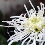 菊花 chrysanthemum
