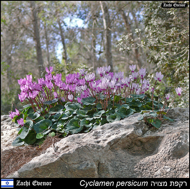 Cyclamen persicum (Rakefet), Amatzya, Israel