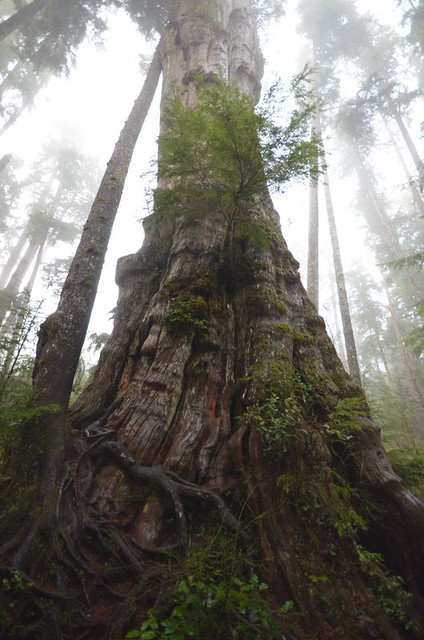 World's Largest Red Cedar - Quinault Lake, Olympic National Park, Washington State, USA.