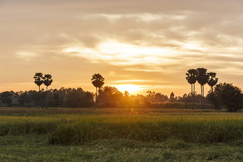 sunset field canon thailand evening palm phitsanulok 6d