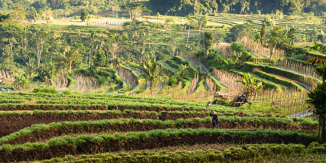 Hot peppers Rizières et piments de Sidemen   Bali