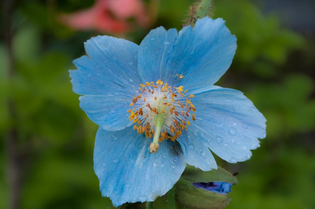 D90-1554 | Blue Poppy - June 2013 | Richard (Dick) Conrad | Flickr